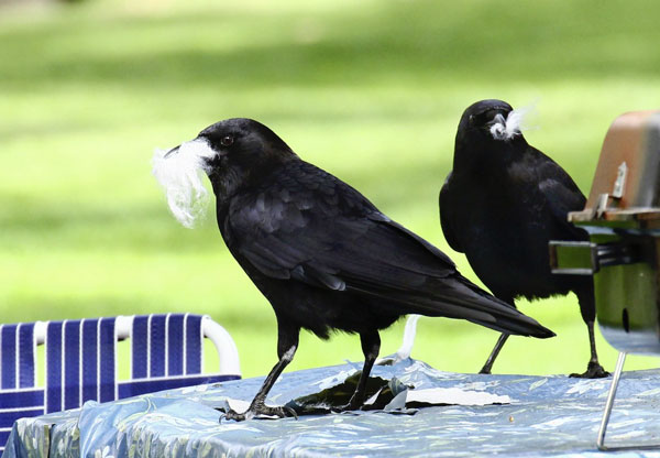 corvi provano rancore
